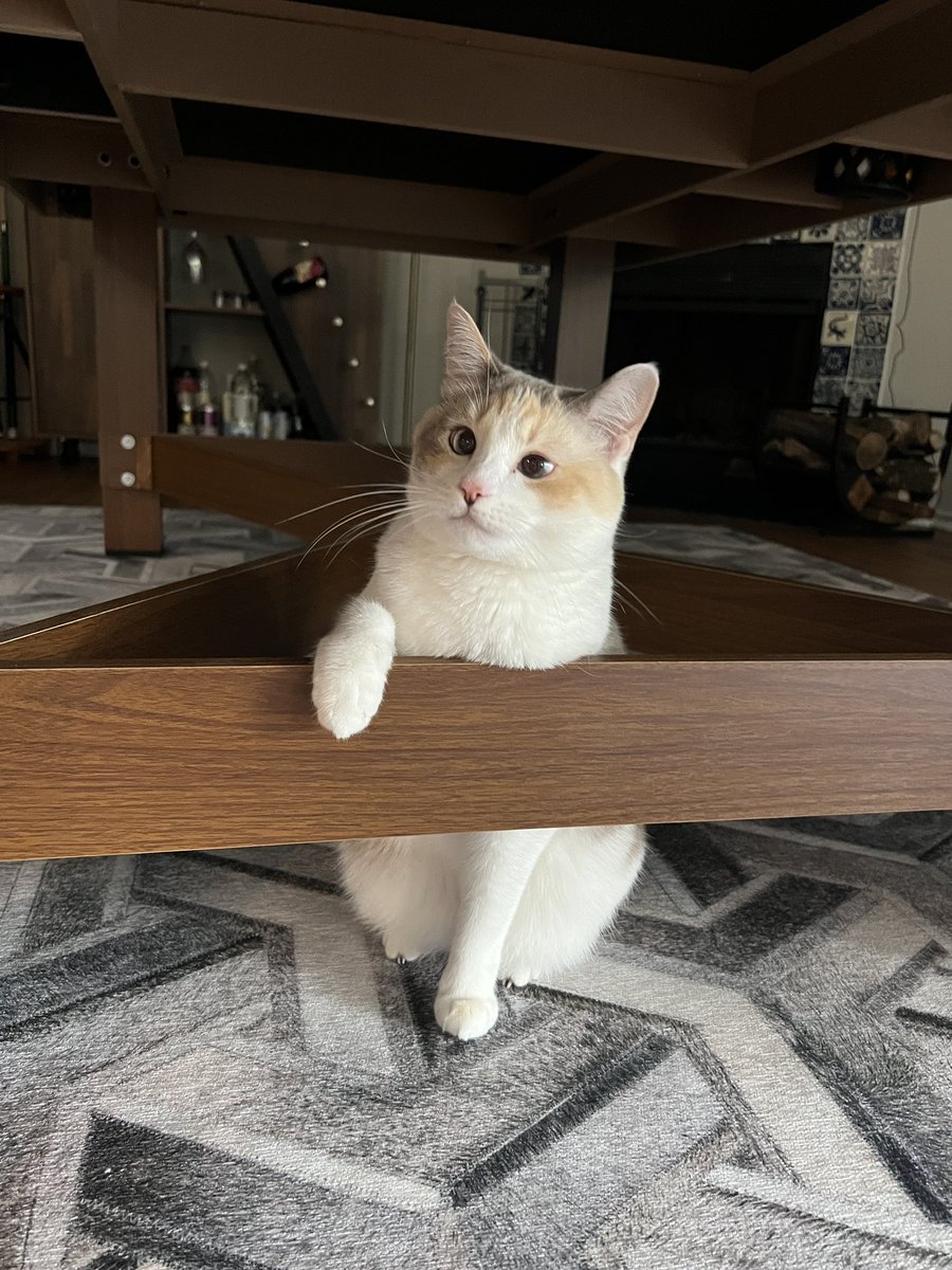 fatfatpankocat's tweet image. She can do it with one paw or two