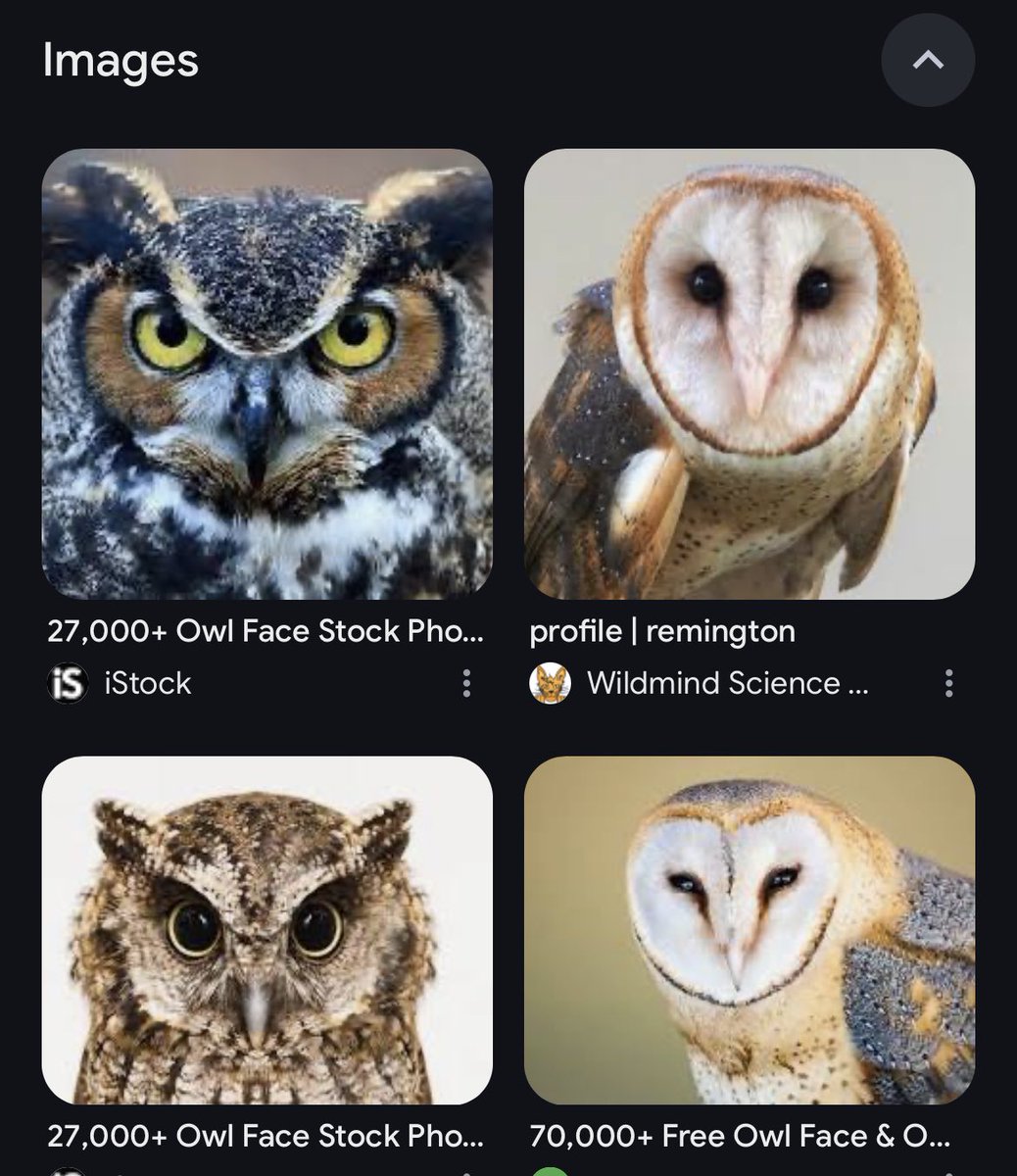 zackazagula's tweet photo. stoned thought of they day. A dogs nose kinda looks like an owls face https://t.co/4p6QXXA7Yw