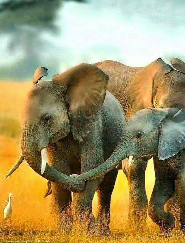 The sixteenth meeting of the Conference of the Parties (COP16) to the Convention on Biological Diversity (CBD) is taking place in Cali in Columbia, from 21 October to 1 November 2024. Canada's Kunming-Montreal  Declaration aims to set ambitious goals to ..
elephanatics.org/2024/09/20/cop…