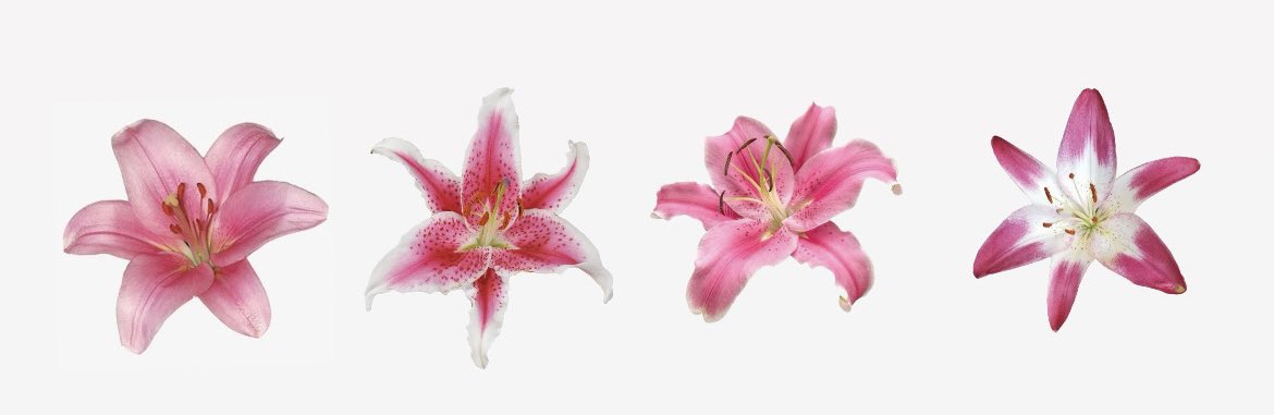 ✨EVET Mİ? HAYIR MI?✨

RT&amp;TAKİP ile;

AKLINDAKİ SORUYA ODAKLANIP (SIRASIYLA 1-2-3-4) BİRİNİ SEÇ,YORUMA YAZ✍️

YARIN AKŞAM AÇIKLANIR🍸