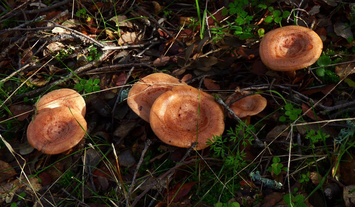 ¡Prepárate!
Comienza la temporada de setas...
#setas #micología #Soria 
terranostrum.es/turismo/soria/…
