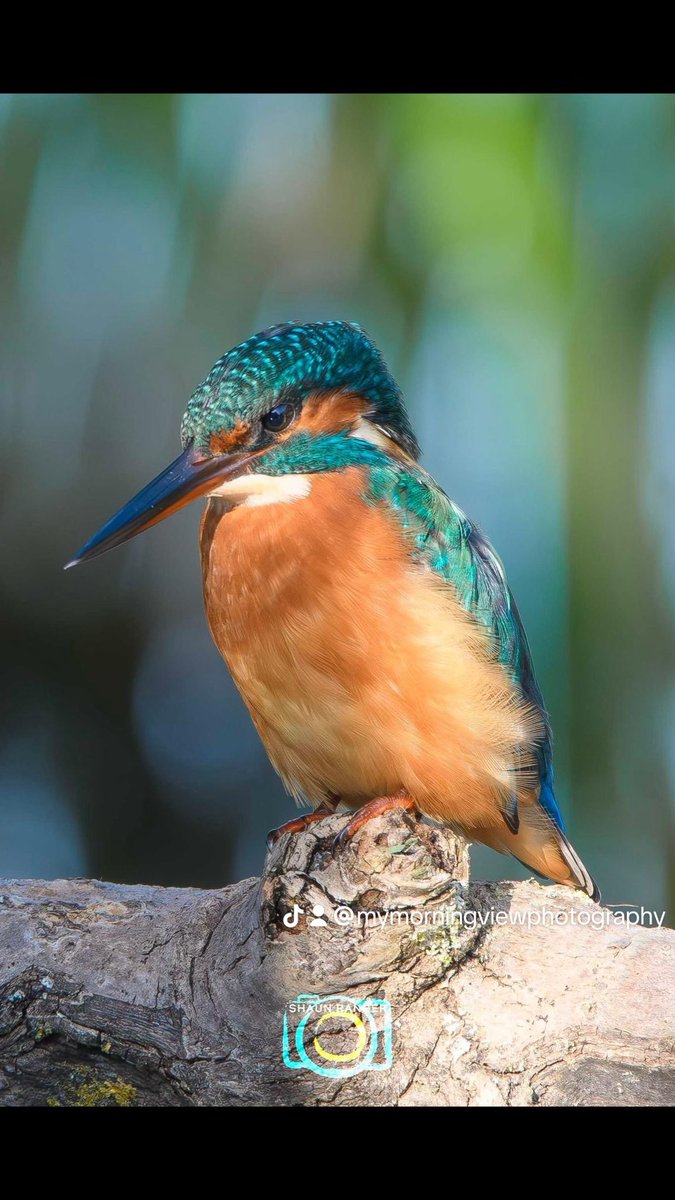 Photo from last w/e and I think this could be the best kingfisher image I have taken. 
Great light allowed me to capture lots of detail in the feathers and eye. 
But still these images go unnoticed when I share them

#kingfisher #wildlifephotography #wildlife #birdphotography