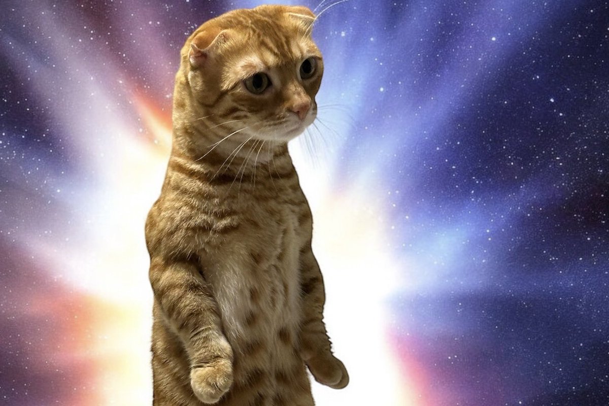cccremon🐈 tweet media