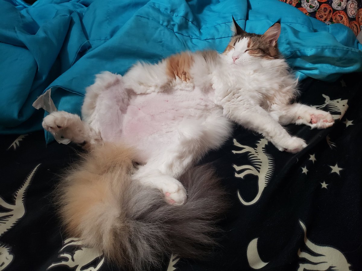 Seanan McGuire tweet media