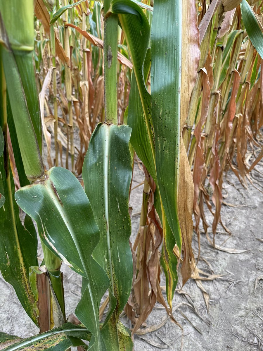 No fungicide, 1 pass at R1, or 2 pass with R1 and R4.

Washington county, planted May 31st.

Part of our hybrid screening block, full yield results will be posted by December 

27 hybrids x 14 managements