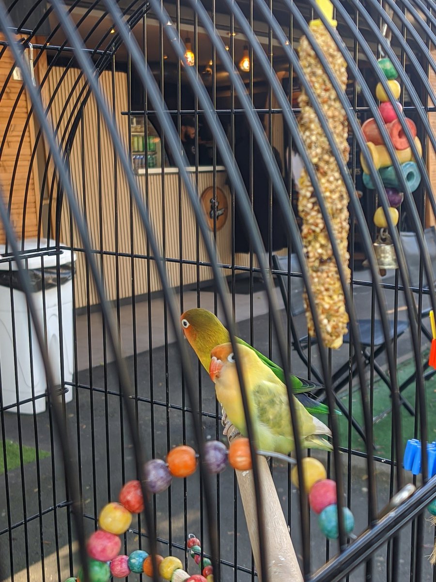 Drame du jour chez mon kebabier : son cousin Samir lui a appris que son couple d'inséparables en terrasse était constitué de deux oiseaux mâles qui seraient, je cite, "pédés du cul". 

Je ne l'ai jamais vu étaler de l'houmous avec aussi peu d'entrain.