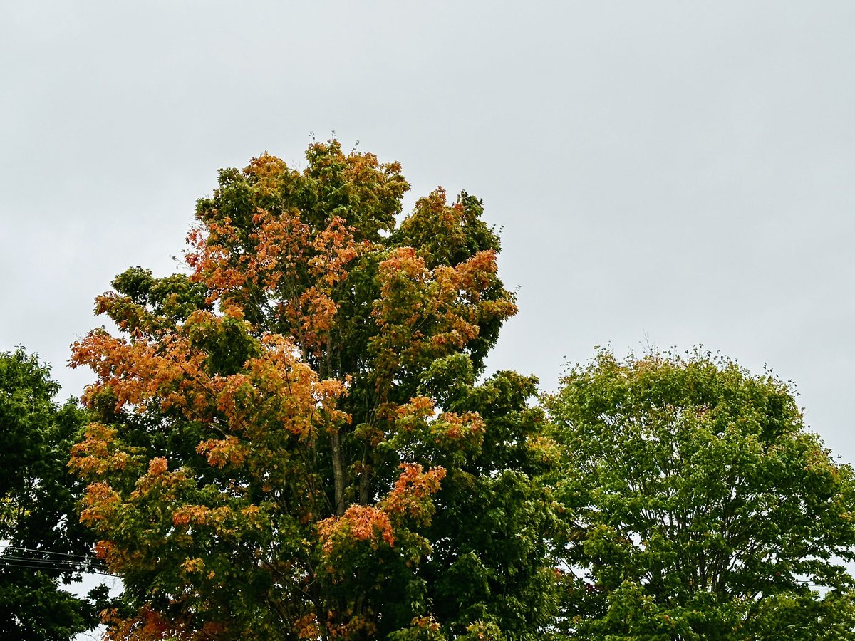 Feeling like Fall in Billerica.