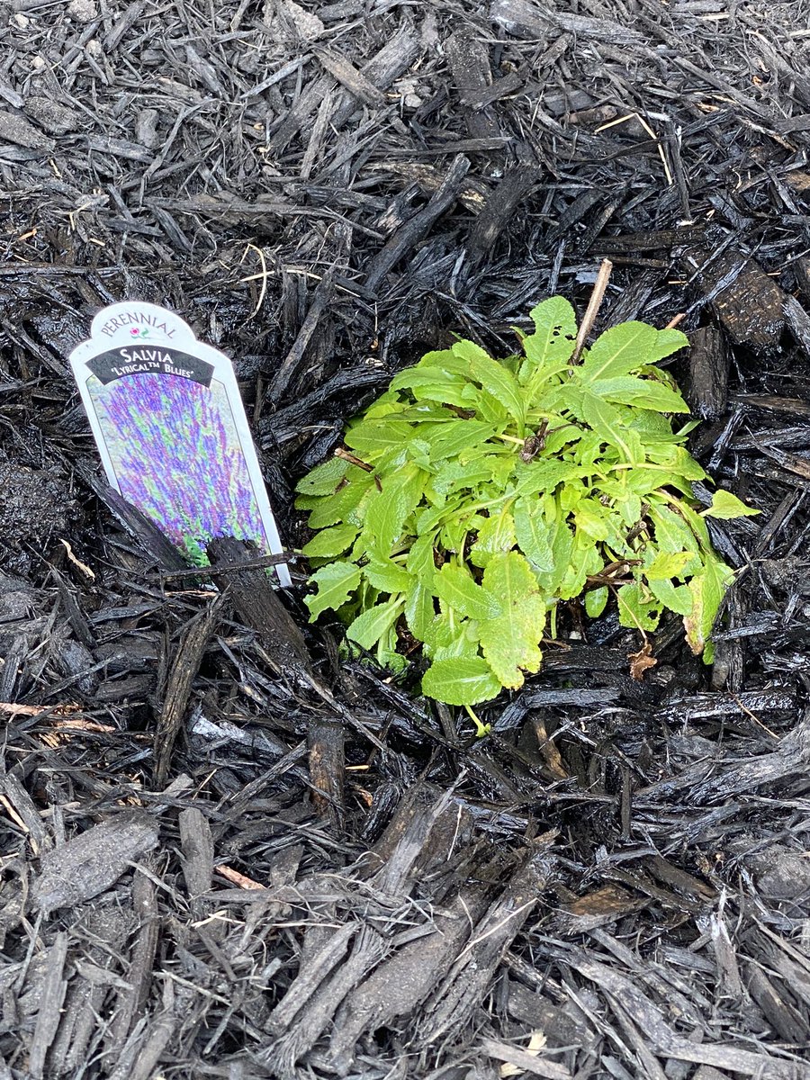 Thank you RONA grimsby for the generous donation of flowers for our pollinator garden! <a href="/grandave_dsbn/">Grand Ave Public School</a> <a href="/GraGrizzlies14/">Grand Ave School</a>