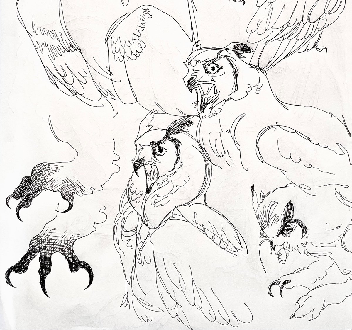 owlbabe (moved 🦋) tweet media