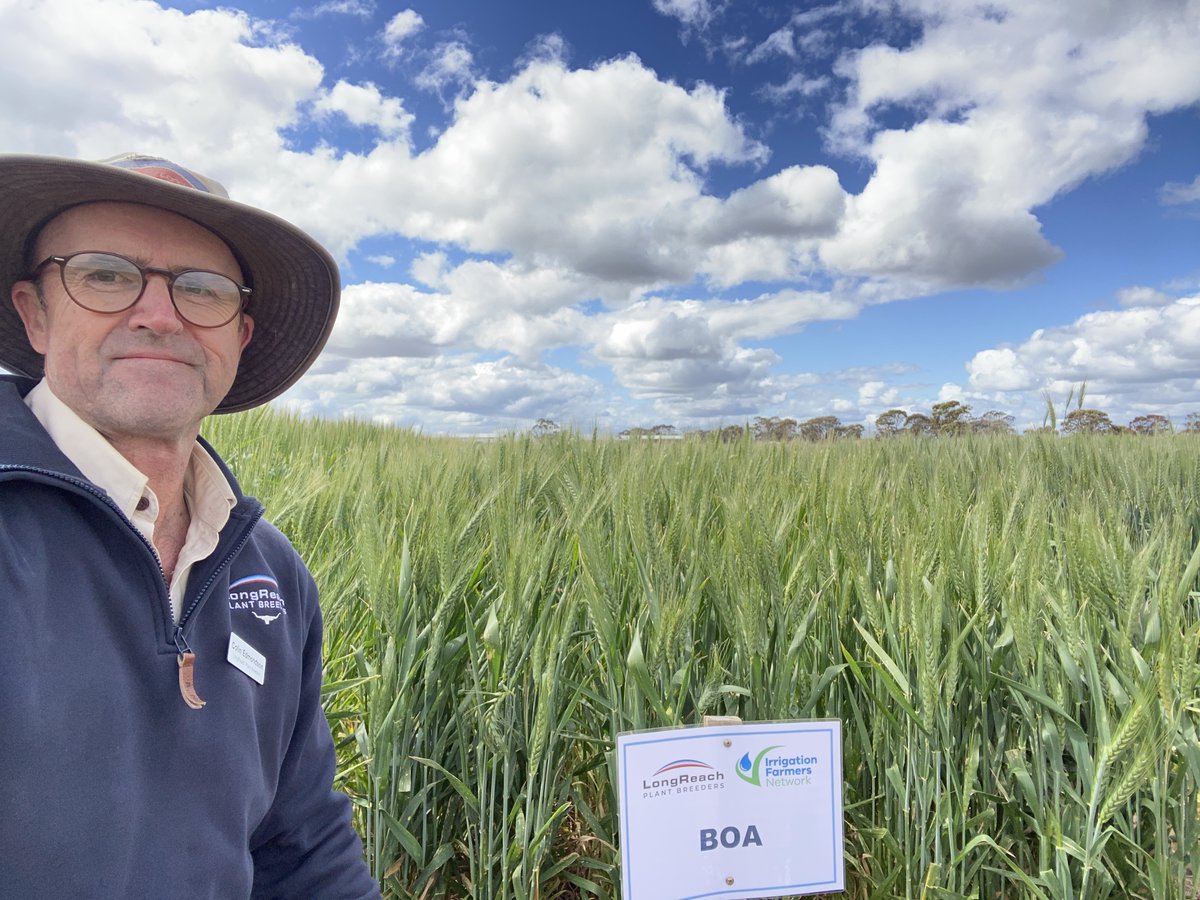 LongReach Plant Breeders (@breedersplant) on Twitter photo Introducing Boa - a new release from Longreach & Baker Seed Co for irrigation and high production. Great canopy, quick-mid AH wheat with Scepter x Cobra parents. Thanks to the <a href="/IrrigationFN/">Irrigation Farmers Network (formerly ICC)</a> for a chance to present to growers.
<a href="/Azzaseed/">Aaron Giason</a> Introducing Boa - a new release from Longreach & Baker Seed Co for irrigation and high production. Great canopy, quick-mid AH wheat with Scepter x Cobra parents. Thanks to the <a href="/IrrigationFN/">Irrigation Farmers Network (formerly ICC)</a> for a chance to present to growers.
<a href="/Azzaseed/">Aaron Giason</a>