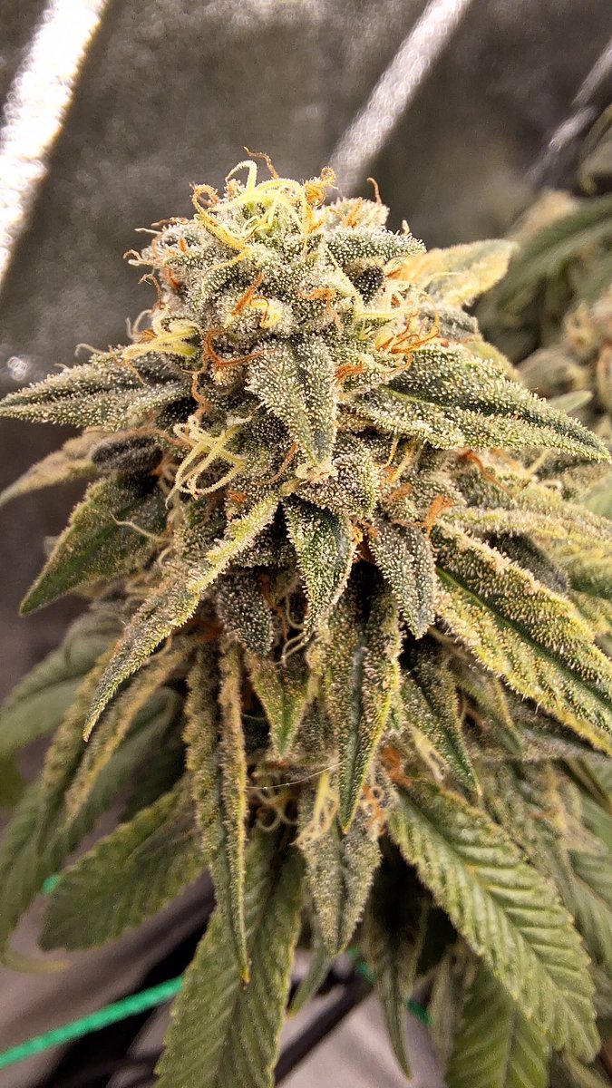 Grow.Guide420 tweet media