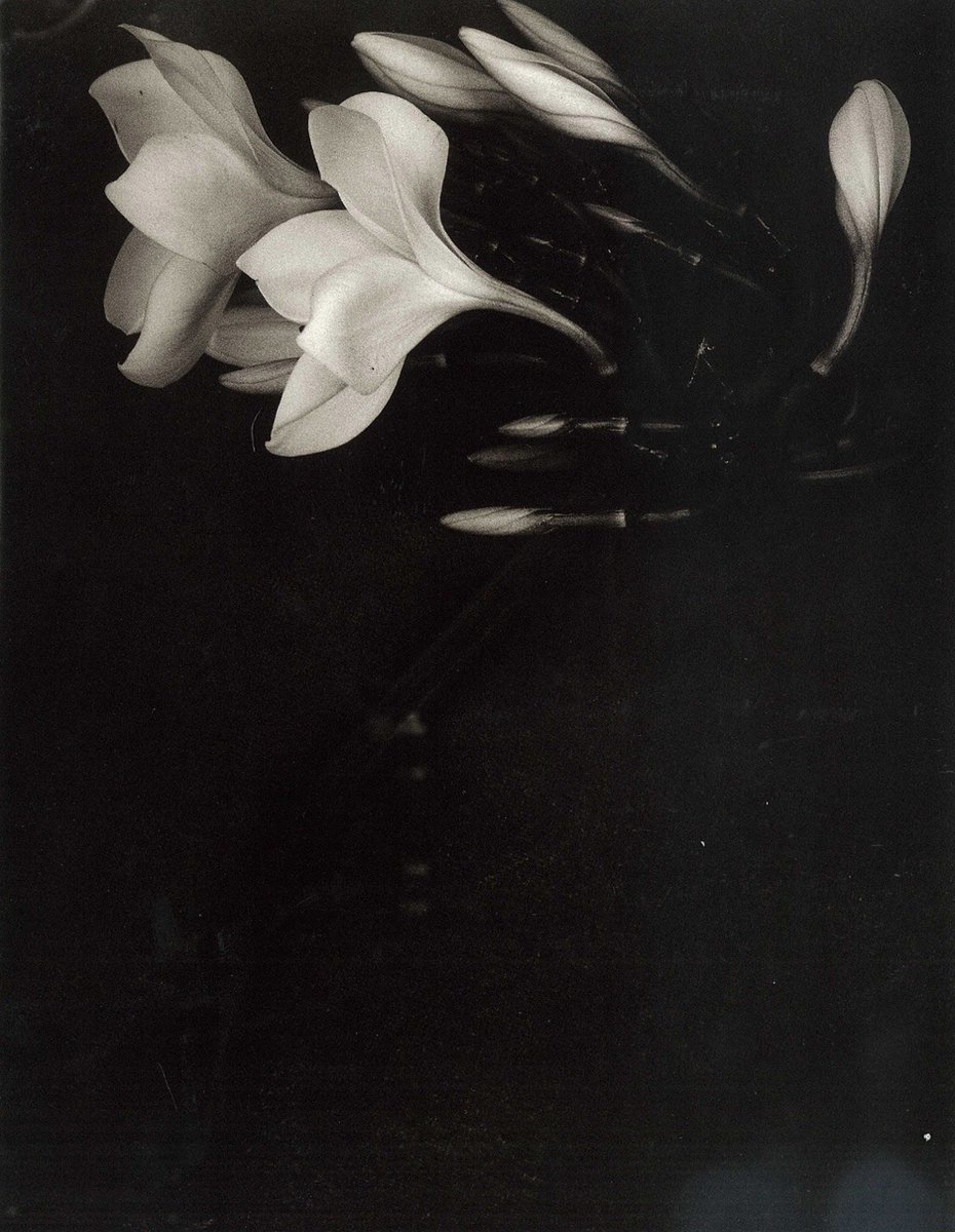 tommasson76's tweet photo. Albert Watson, Orchid, St. John, U.S. Virgin Islands, April 1988. https://t.co/zCIgW37uab