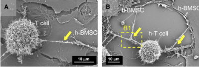 Bruce Levine, Ph.D. 🇺🇦🥼🔬🧬🧪💉 (@bllphd) on Twitter photo Like a SciFi movie where injections change behavior - Intercellular nanotube-mediated mitochondrial transfer enhances T cell metabolic fitness and antitumor efficacy <a href="/CellPressNews/">Cell Press</a> sciencedirect.com/science/articl… Like a SciFi movie where injections change behavior - Intercellular nanotube-mediated mitochondrial transfer enhances T cell metabolic fitness and antitumor efficacy <a href="/CellPressNews/">Cell Press</a> sciencedirect.com/science/articl…
