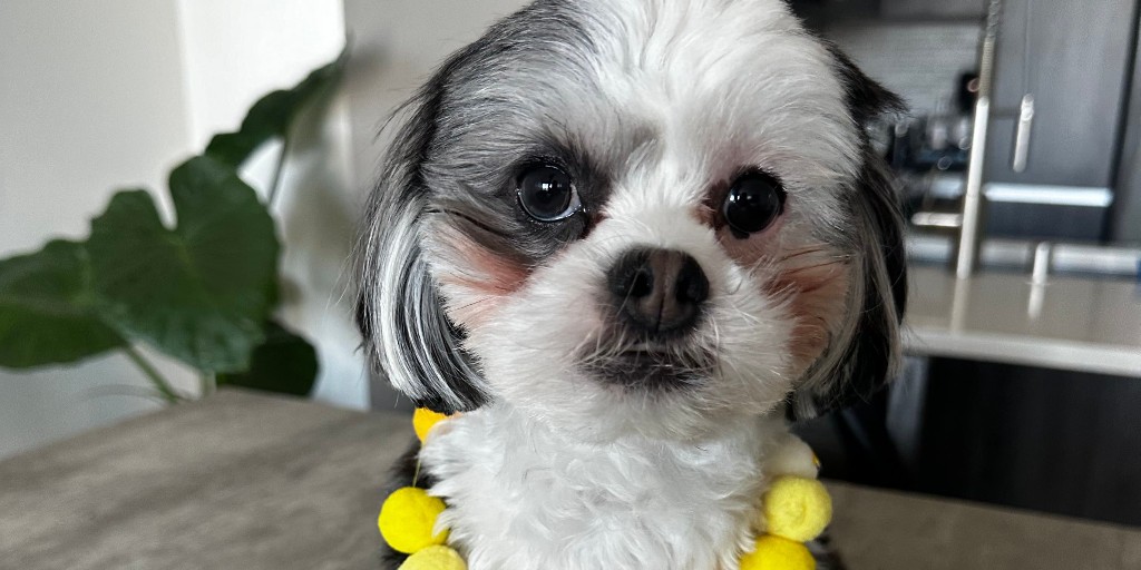 We march onward! Our pets are spreading awareness about pediatric cancer awareness. Join in on the fun by dressing up your pets in gold and sharing photos. Don't forget to tag us🎗️#PetsForPediatricCare