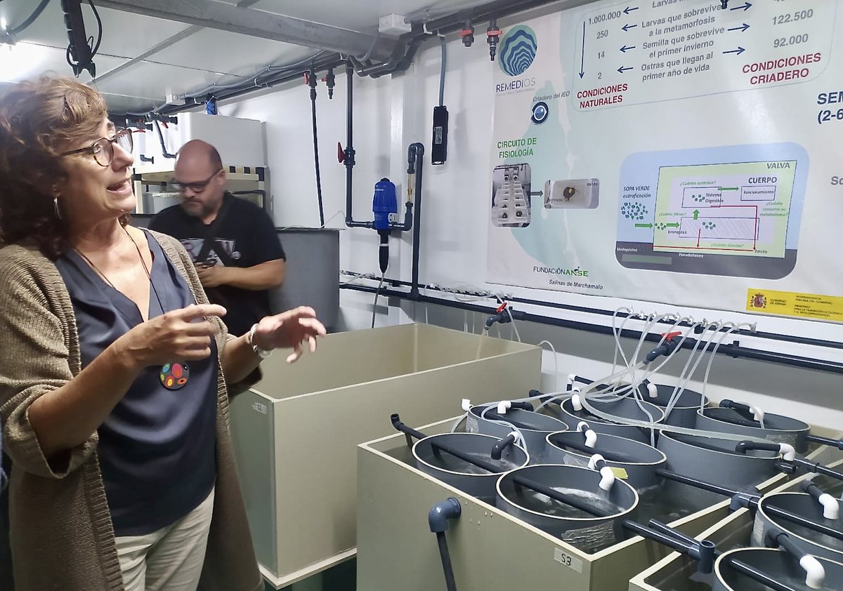 OficinaMarMenor's tweet image. 👋 En la presentación del proyecto #RemediOS2 del @IEOoceanografia se ha tratado el diseño y evaluación de estrategias de desarrollo de la acuicultura de restauración de la ostra plana del #MarMenor.

El proyecto es financiado por el @mitecogob a través de la @FBiodiversidad. 1/3