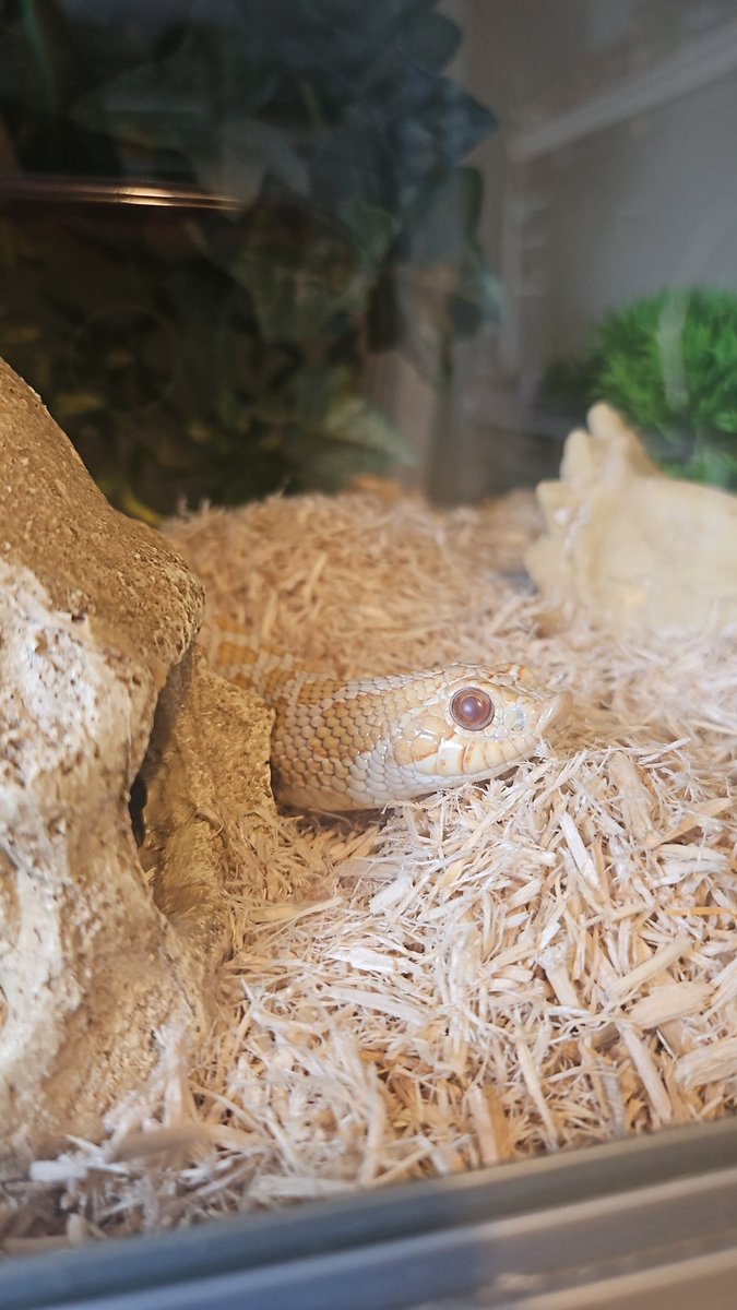 kimonoowldesign's tweet photo. @IfyNwadiwe Wrex - so named for his Mass Effect counterpart as they both like to headbutt things. https://t.co/7RTzlxEQMb