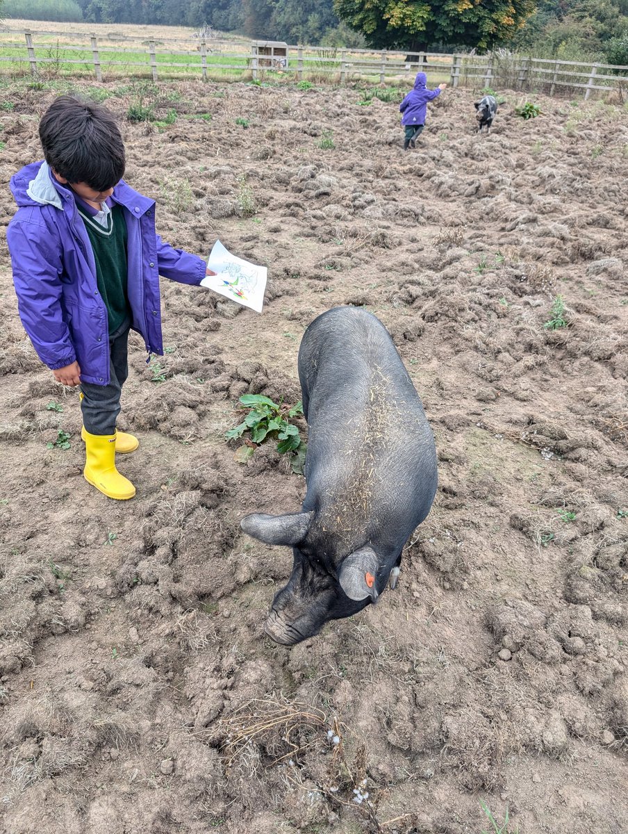 YH_SmallHolding's tweet image. A mindful finish to the week with some colouring and reading with the pigs during donkey downtime today @YorkHouseSch #smallholding #Mindfulness