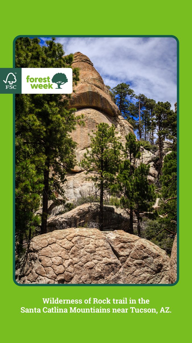 For 30 years, <a href="/FSC_IC/">Forest Stewardship Council</a> and <a href="/FSC_US/">FSC US</a> has worked to protect forests, and we're proud to be a Certificate Holder.

Become a forest steward to support responsible forestry and help build a sustainable future for all: fsc.org/en/find-the-ri…

#FSCForestWeek

FSC® C125336