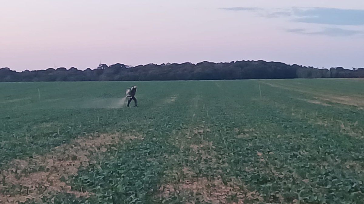 TonioPereira2's tweet photo. Essai produit #biocontrole sur GA traitement après 19 h, 300 l/ha de bouillie...#alternativealachimie @terresinovia https://t.co/15QW7Gh2AR