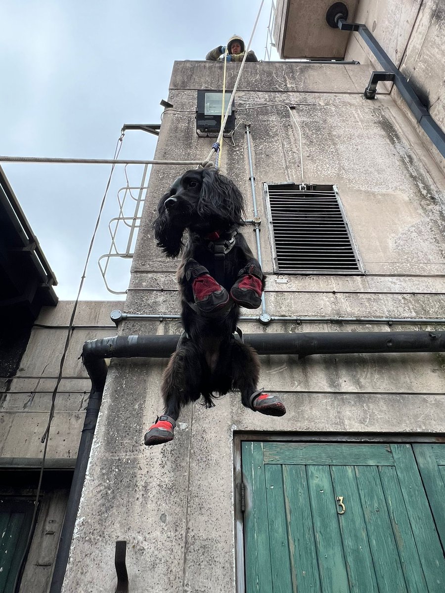 East Mids Fire Dog tweet media