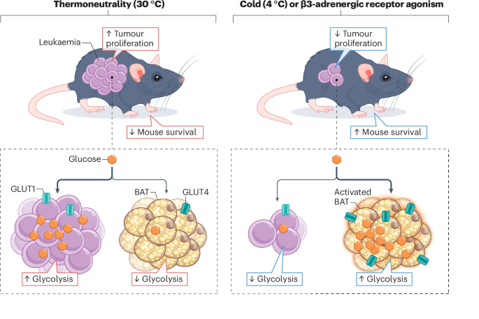 New content online: Brown adipose tissue fights the battle against leukaemia go.nature.com/3ziatSi