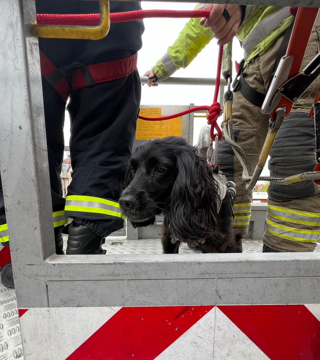 East Mids Fire Dog tweet media