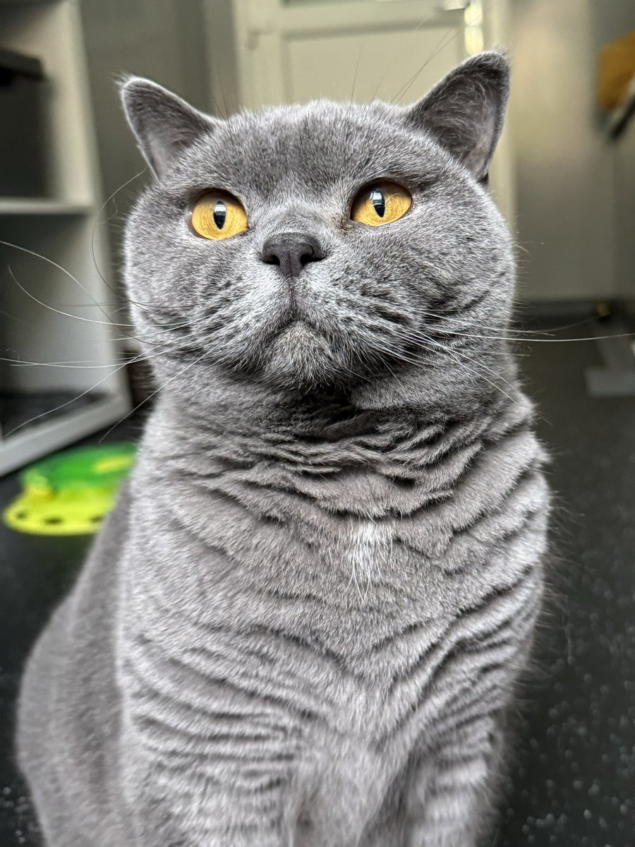 KernowCatHotel's tweet photo. Jemima - sweet, beautiful girl 😻❤️

#cat #britishbluecat #twittercat https://t.co/fS4eD4wTFE