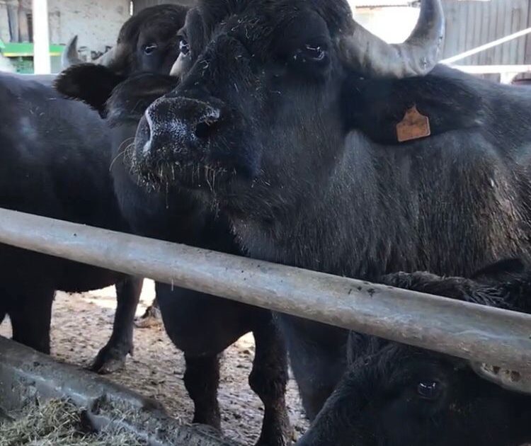 Open Day dei Caseifici Agricoli: due giorni per gustare mozzarella e formaggi anche in Campania dlvr.it/TDTz4f