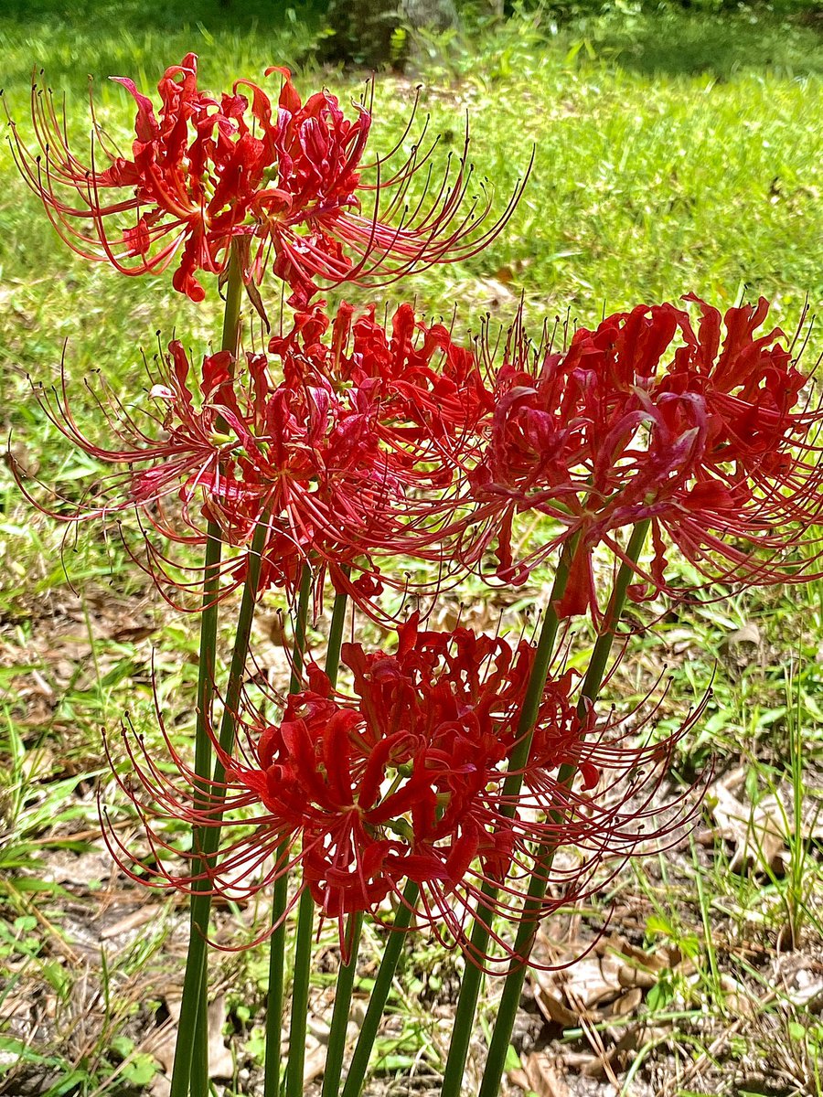 FallenAngel3493's tweet image. Look at these beautiful hurricane lilies blooming right in front of the house! My grandmother gave some to my mom to plant and we now have several clusters.