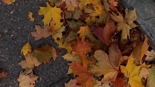 AcademiaDreams's tweet photo. autumn 🍊🍂 https://t.co/XC060iv1bp
