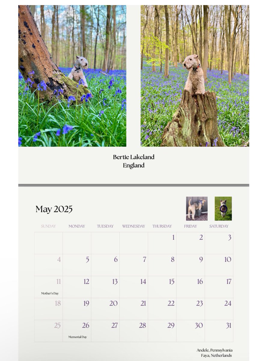 bertie_lakeland's tweet image. Oh my word I feel so honoured I’ve made it in to the United States Lakeland Terrier Club 2025 Calendar along with lots of my pals from the States

If you would like one you can order one here usltc.org/store/

❤️❤️❤️