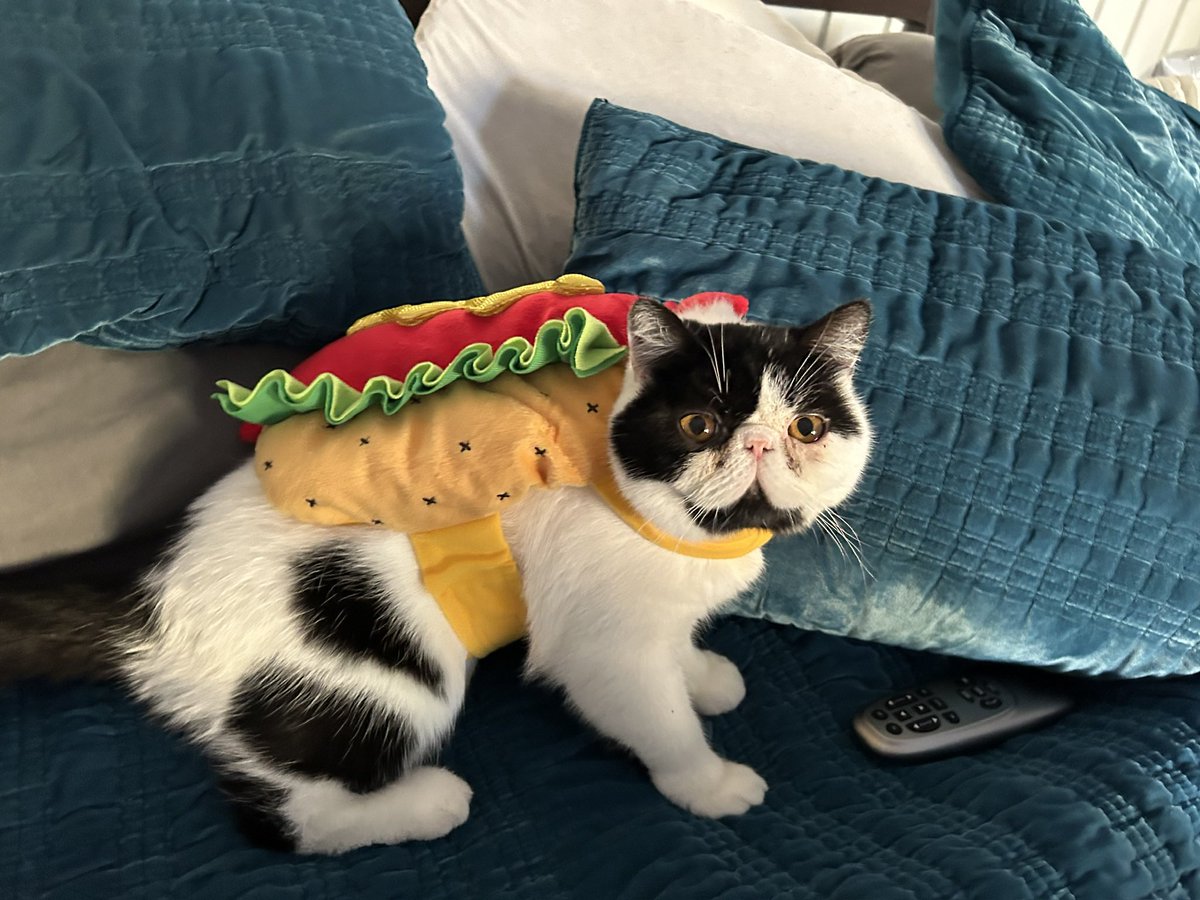 WE’RE ALL TRYING TO FIND THE CAT WHO DID THIS