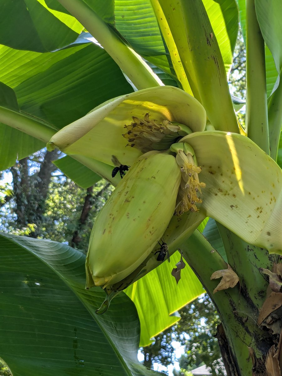 formerdinosaur's tweet photo. The bees have found it and they are DRUNK, saw one bounce off a leaf like four times before going back for the flowers 🍌 https://t.co/lyFWwbdHgu