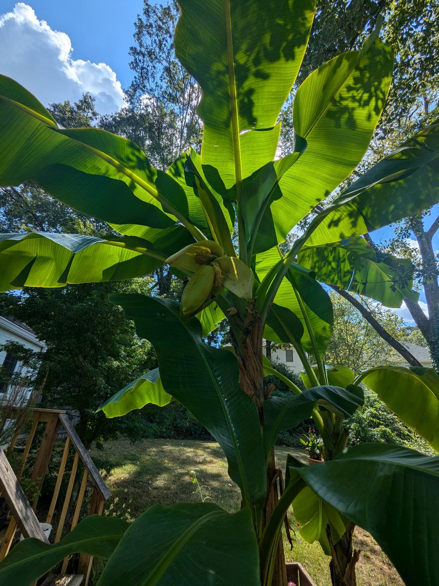 formerdinosaur's tweet photo. The bees have found it and they are DRUNK, saw one bounce off a leaf like four times before going back for the flowers 🍌 https://t.co/lyFWwbdHgu