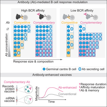 Mechanistic framework of how antibodies can optimize protective immunity, regulating B cell response participation and duration in a way that can be harnessed for vaccine design <a href="/ImmunityCP/">Immunity</a> @isaak_quast
cell.com/immunity/fullt…