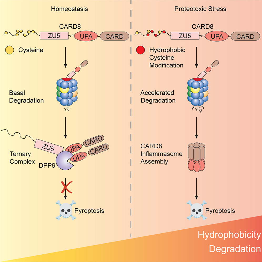 CellChemBiol's tweet photo. The hydrophobicity of the #CARD8 N-terminus tunes #inflammasome activation by @LydiaTsams, @DBachovchin, and colleagues at @MSKCancerCenter @WeillCornellGS @TPCB_NYC https://t.co/6kEO6Jvksq https://t.co/yLaUh4XymI