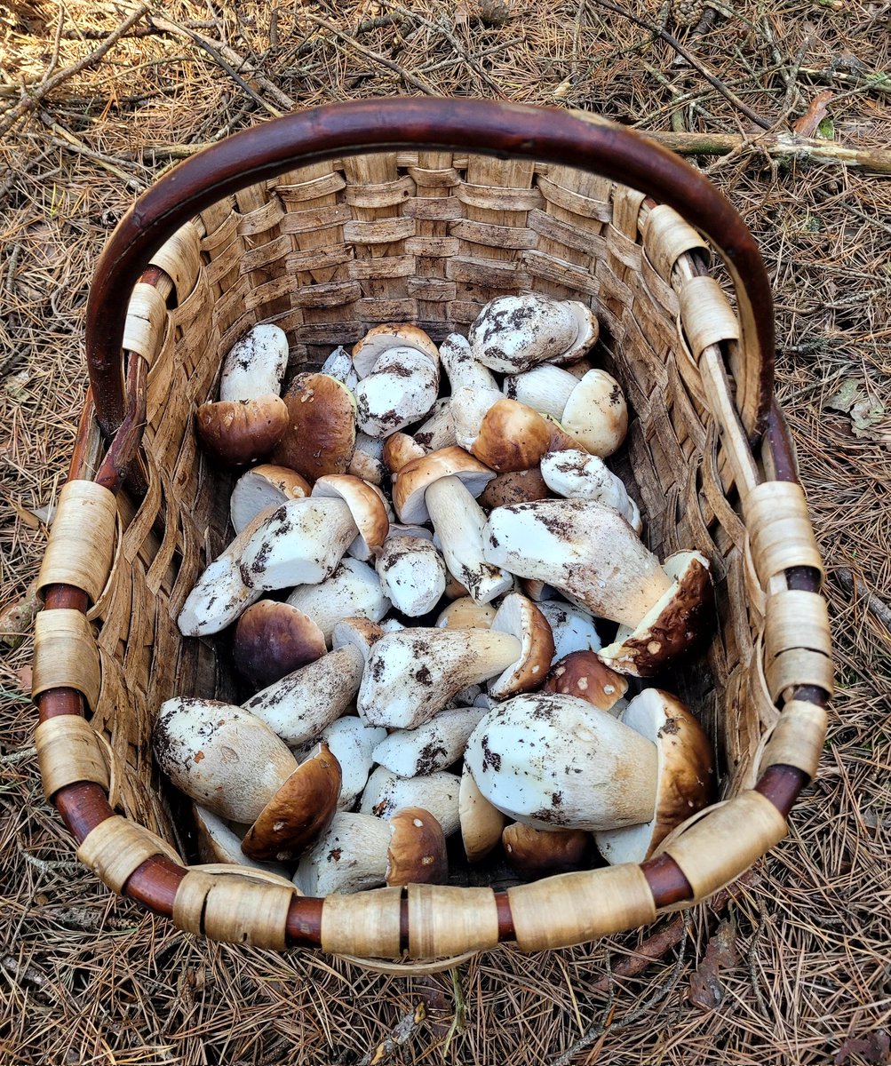 Mushrooms guide 🍄 tweet media