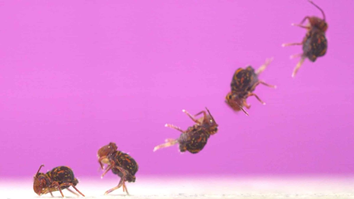 NC State Sciences (@ncstatesciences) on Twitter photo .<a href="/DrAdrianSmith/">Adrian Smith</a> new study features the first in-depth look at the globular springtailās jumping prowess.
Learn how the diminutive hexapod backflips into the air faster than any animal on earth.
ā”ļø: ncst.at/niVf50Ts2iE .<a href="/DrAdrianSmith/">Adrian Smith</a> new study features the first in-depth look at the globular springtailās jumping prowess.
Learn how the diminutive hexapod backflips into the air faster than any animal on earth.
ā”ļø: ncst.at/niVf50Ts2iE