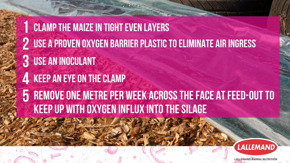 Want to know how to protect your maize silage quality from harvest to feed-out? Swipe to see our top 5 steps! 🚜