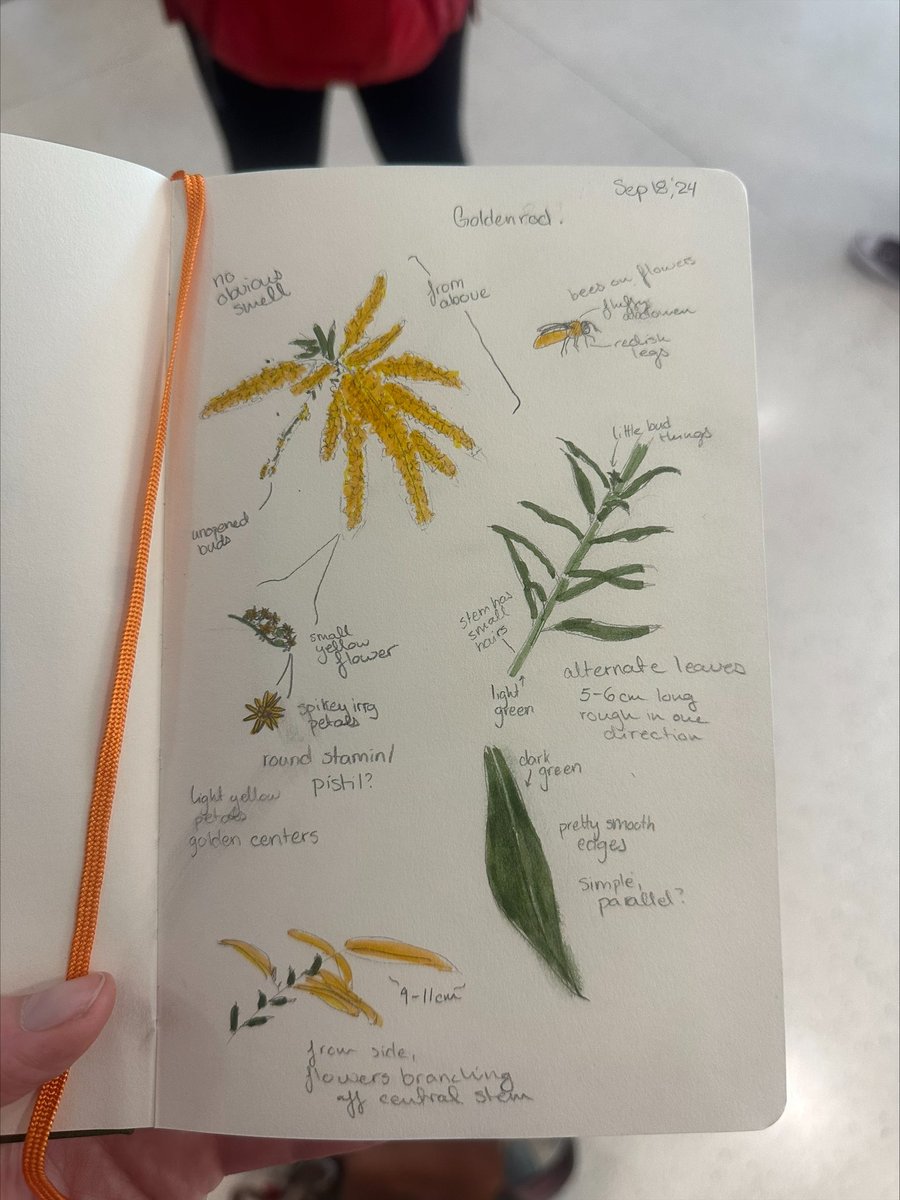 CSU_Ecology's tweet image. This week, GDPE was joined by local artist and educator Gary Raham for a wonderful workshop on Scientific Sketching and Illustration 🎨🪻It was so refreshing to take a break from research and classes to tap into our creative sides!