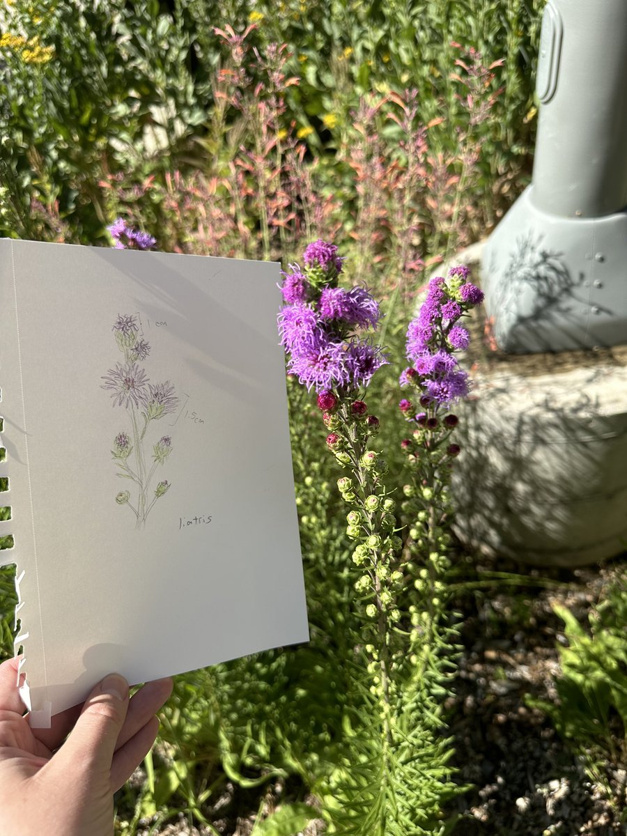 CSU_Ecology's tweet image. This week, GDPE was joined by local artist and educator Gary Raham for a wonderful workshop on Scientific Sketching and Illustration 🎨🪻It was so refreshing to take a break from research and classes to tap into our creative sides!