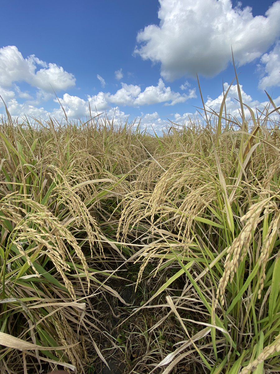 Gurjeet_AgSci's tweet photo. #ResearchUpdate2024 πΊπΈ
#RiceTeam getting ready to harvest seed maintenance #AdvancedBreedingMaterial from next week onwards @ Beaumont Research Station @txresearch @AgriLife @TAMU
#RiceBreeding
#Agriculture https://t.co/US0IQcPrlK