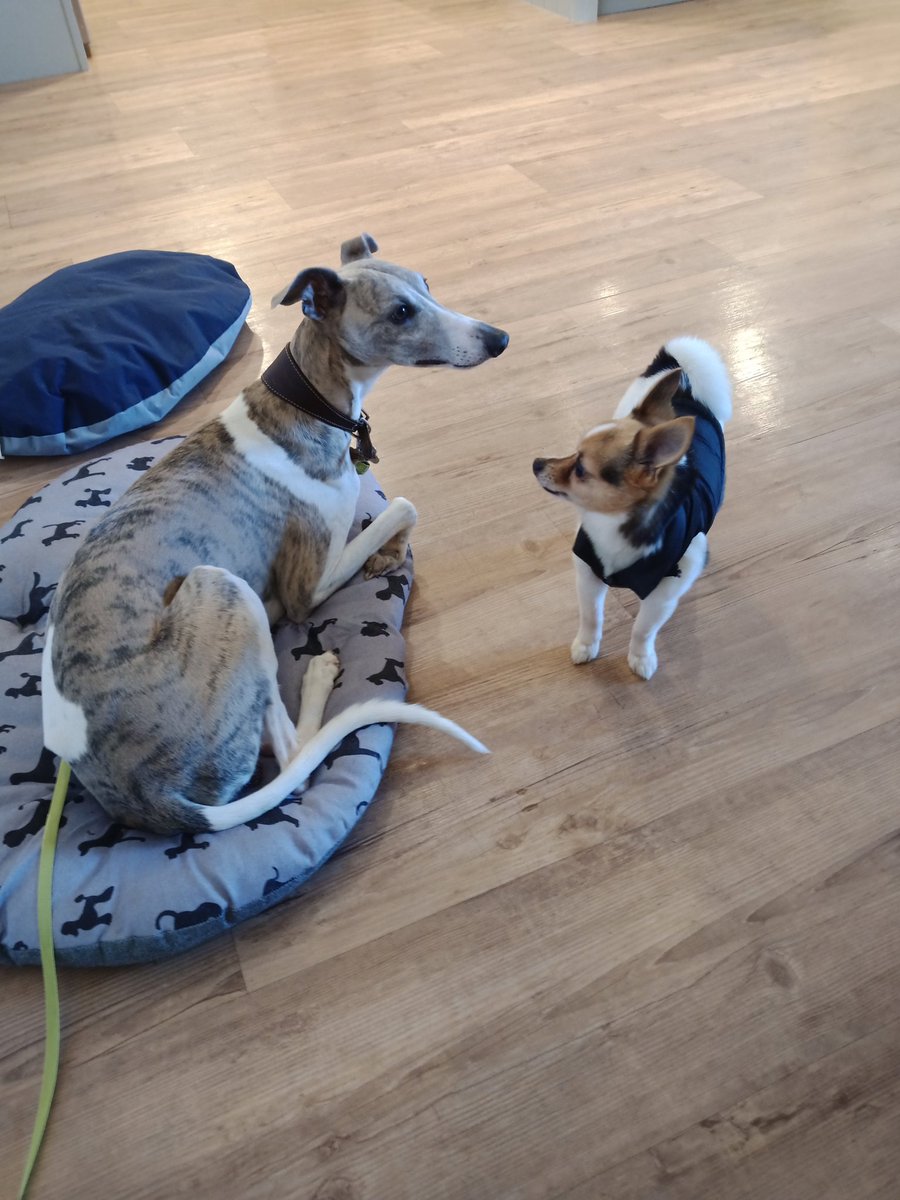 Hey pals I've been on holidays for a week and I've been busy!
First here's my new friend Titus 💪😍 🐾🐾❤️❤️