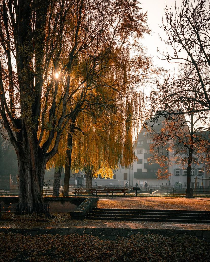 archi_tradition's tweet photo. Autumn in Strasbourg 🍂
📸:@thekosnio https://t.co/Hf5bvRf8KM