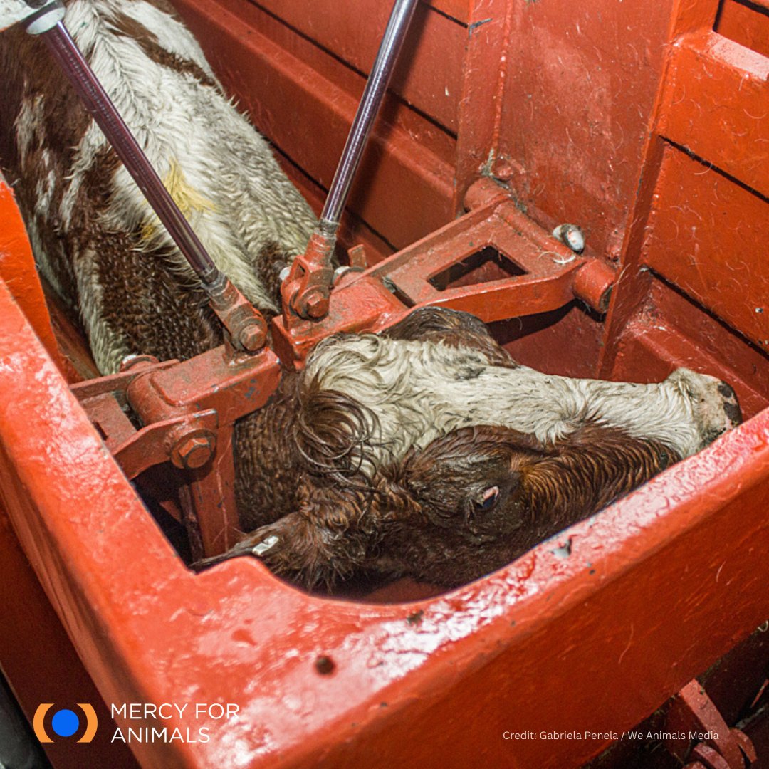 MercyForAnimals's tweet photo. This terrified cow is desperately trying to escape from a full-body restraint. These are her final moments. 💔
#FarmAnimalsAwarenessWeek https://t.co/1frEhaKHqQ