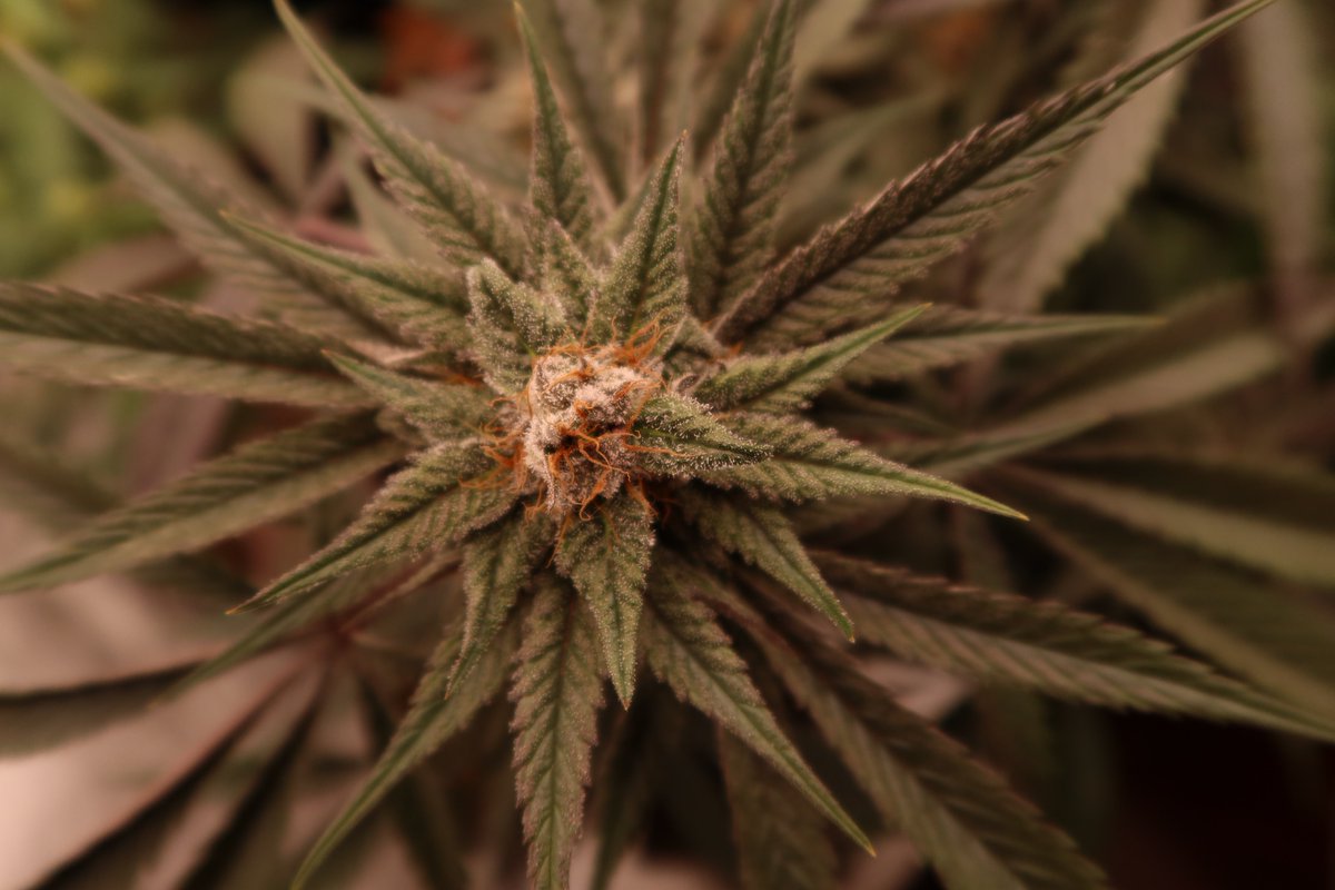 CG_Grow's tweet image. Happy Friday X