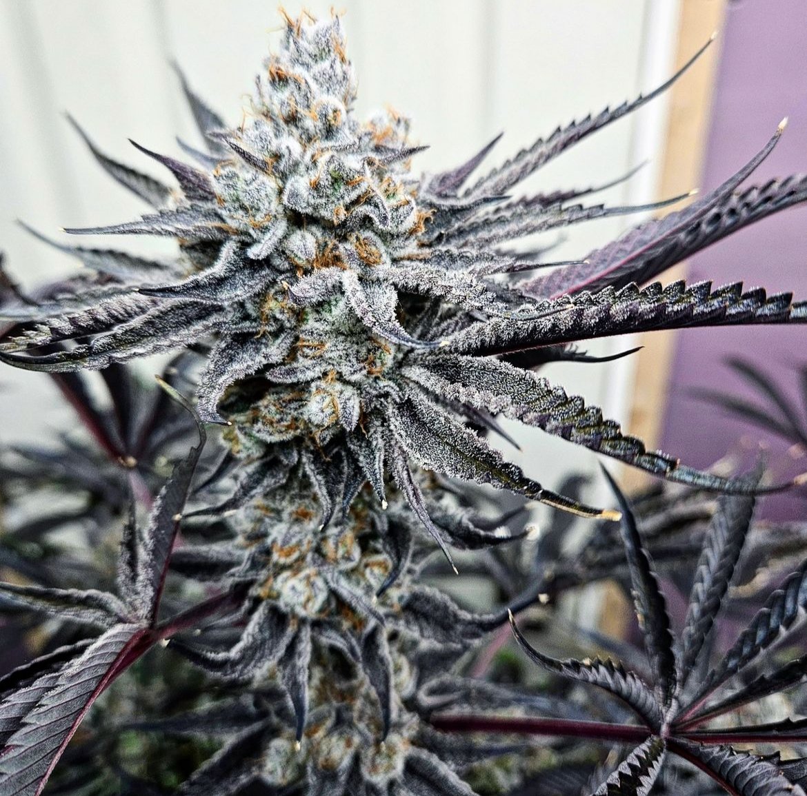 lusciousgenetic's tweet image. Toss a pack of Apple Radiation by @trichomebros into your collection today! Some great deals right now on this gear!
lusciousgenetics.com/product/apple-…
#
#dank #growyourown #freetheseeds