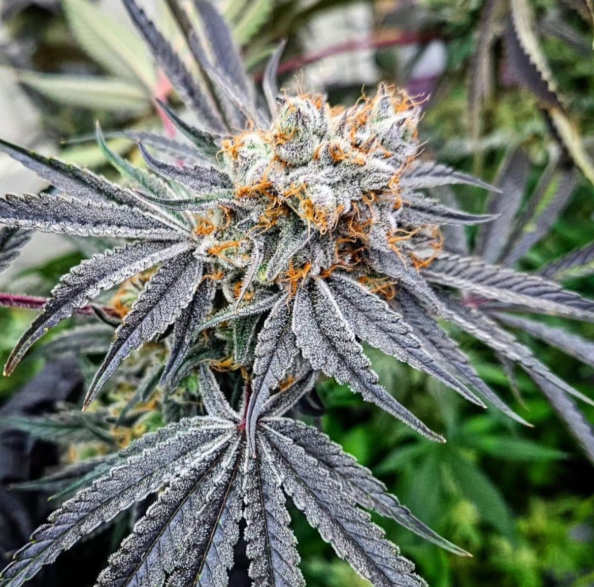 lusciousgenetic's tweet image. Toss a pack of Apple Radiation by @trichomebros into your collection today! Some great deals right now on this gear!
lusciousgenetics.com/product/apple-…
#
#dank #growyourown #freetheseeds