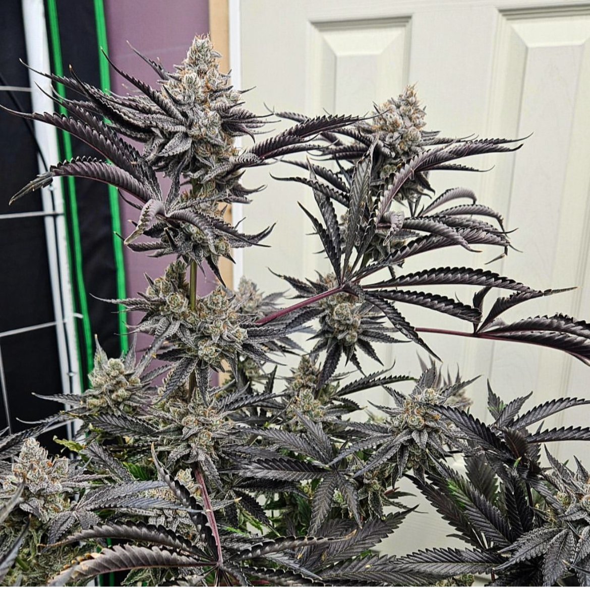 lusciousgenetic's tweet image. Toss a pack of Apple Radiation by @trichomebros into your collection today! Some great deals right now on this gear!
lusciousgenetics.com/product/apple-…
#
#dank #growyourown #freetheseeds