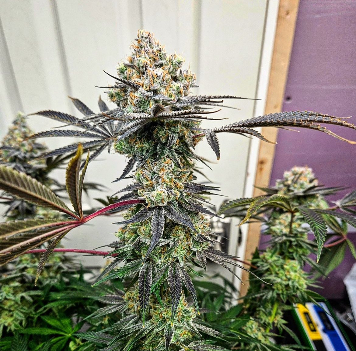 lusciousgenetic's tweet image. Toss a pack of Apple Radiation by @trichomebros into your collection today! Some great deals right now on this gear!
lusciousgenetics.com/product/apple-…
#
#dank #growyourown #freetheseeds